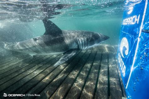 Great White Shark Pings Off Coast Of St Pete Beach Best Of Gulfport Fl