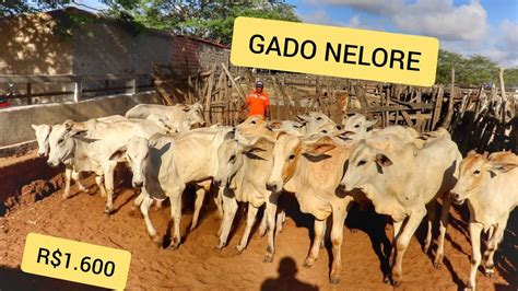 34 FEIRA DE GADO EM CARUARU PE GADO NELORE DE QUALIDADE 11 02