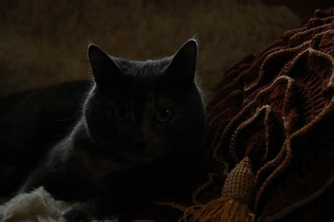 Umbra Cat By Lellen On Deviantart