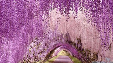 Wisteria Wallpapers Wallpaper Cave