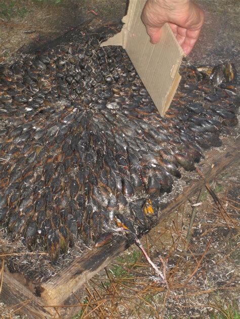 Eclade de moules charentaise - Lilizen cuisine | How to dry basil ...