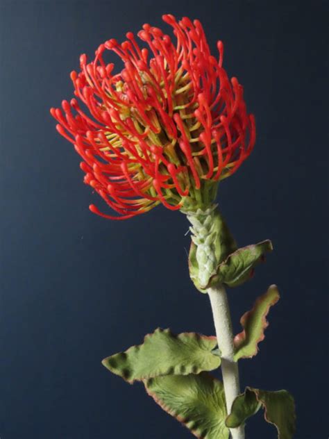 Exotische Kunst Bloem Nutanleucospermum Rood