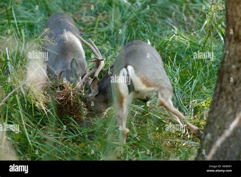 Mule Deer Bucks Sparring Odocoileus Hemionus California Yosemite