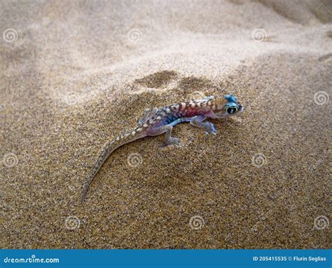 A Desert Gecko In The Sand Stock Image Image Of Barking 205415535