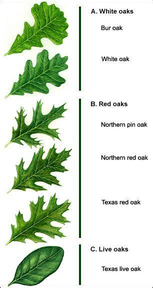 Tree Identification by Leaf Shape | Figure 2. The three main groups of ...