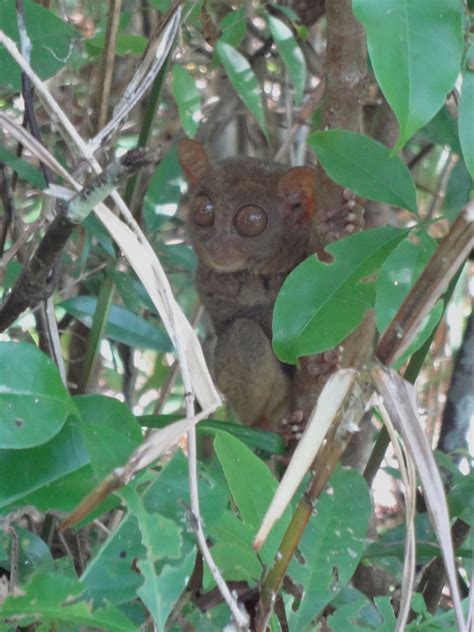 Tarsier - Species