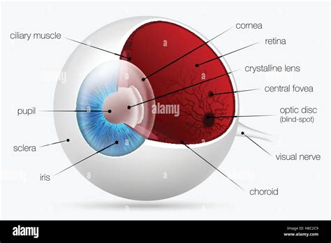 Internal Structure Of The Human Eye Stock Vector Image Art Alamy