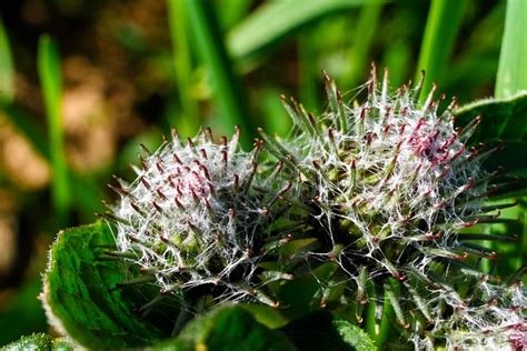 Burdock Bud Plant - Free photo on Pixabay - Pixabay