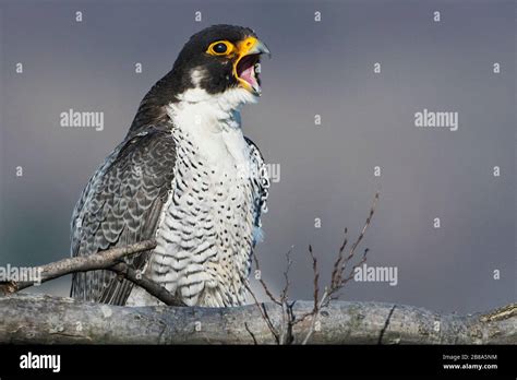 Peregrine Falcon Yawning Stock Photo Alamy
