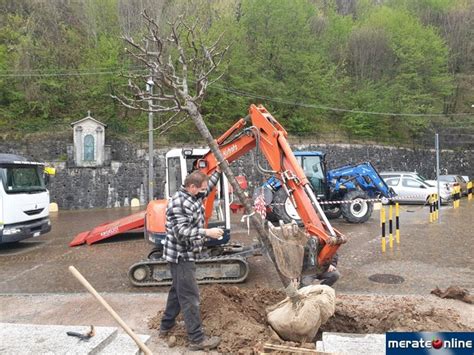 Imbersago Al Via La Piantumazione Dei Tilia Cordata Al Belvedere