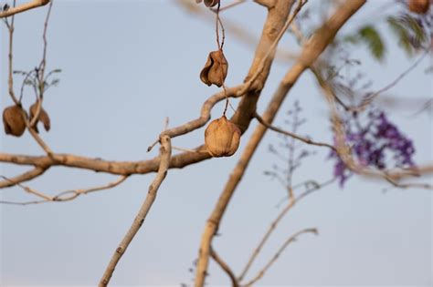 Árbol de jacaranda con flores y frutos y el cielo azul Foto Premium