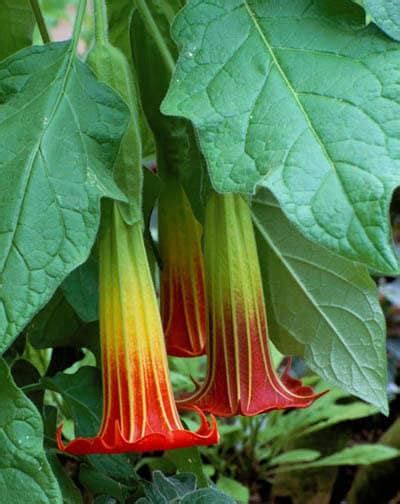 Red Angel Trumpet Flower Seeds Large Red Brugmansia Solanaceae Plant