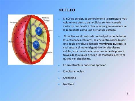 Que Es El Nucleo Interno Perytags