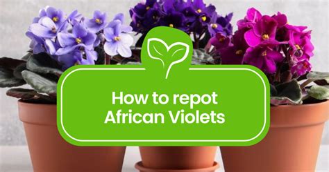 Step By Step Guide How To Repot African Violets For Vibrant Growth