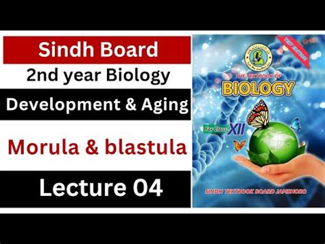 Morula And Blastula Development And Aging Class Biology Sindh