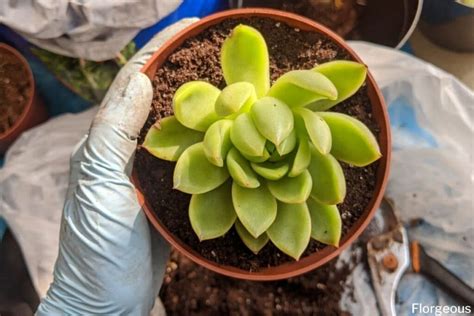 How To Propagate Succulents A Complete Beginner S Guide Florgeous