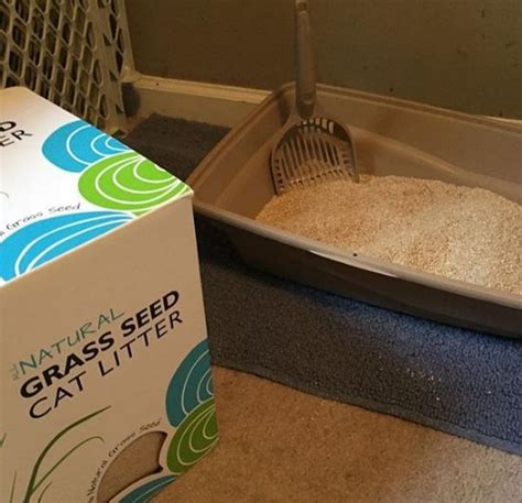 My First Experience With Grass Seed Cat Litter