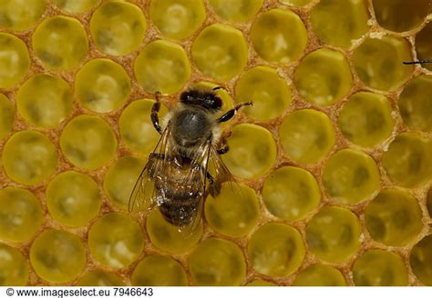 Western Honey Bee Apis Mellifera Western Honey Bee Apis Mellifera Worker On Honeycomb With