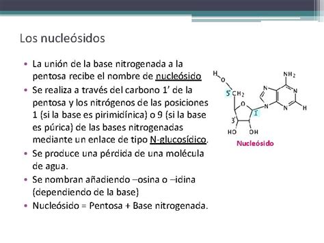 Cidos Nucleicos Caractersticas Generales De Los Cidos Nucleicos