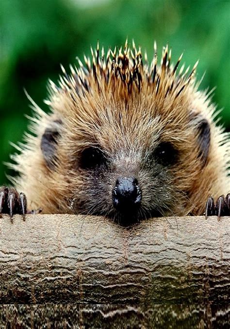 HEDGEHOG | Animals, Animal photo, Hedgehog