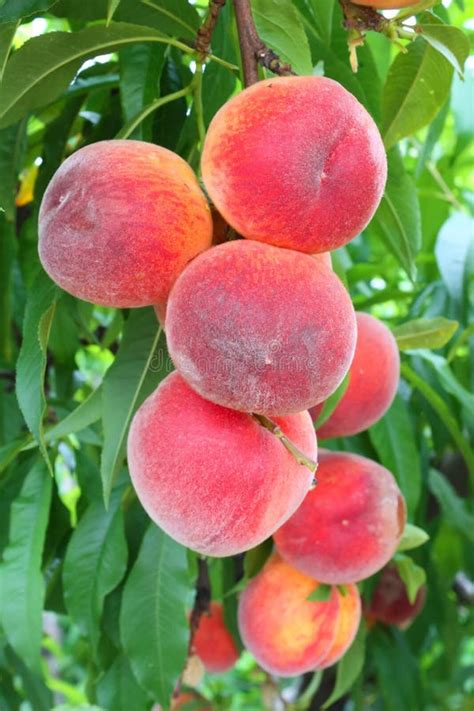 42 Green Peaches Tree Free Stock Photos Stockfreeimages