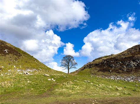 Britain's Sycamore Gap Tree Deliberately Chopped Down In Act Of Vandalism