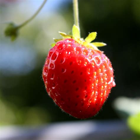 August Strawberry Days Ii Till Westermayer Flickr