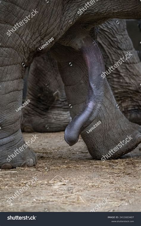 Best Elephants Penis Royalty Free Images Stock Photos Pictures