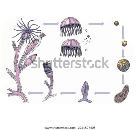 Realistic Color Scientific Illustration Life Cycle Stock Illustration