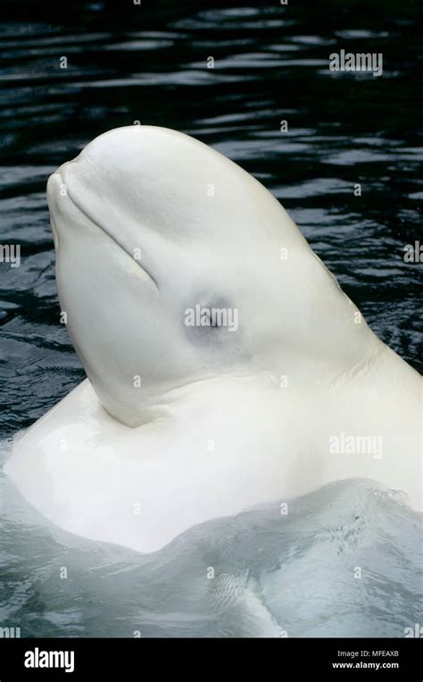 BELUGA WHALE Head Detail Delphinapterus Leucas Vancouver Aquarium