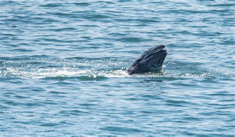 breaching Gray Whale calf – Mendonoma Sightings