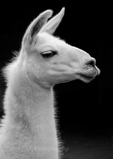 Llama Photograph By Ara133photography Cute Animals I Love Llamas