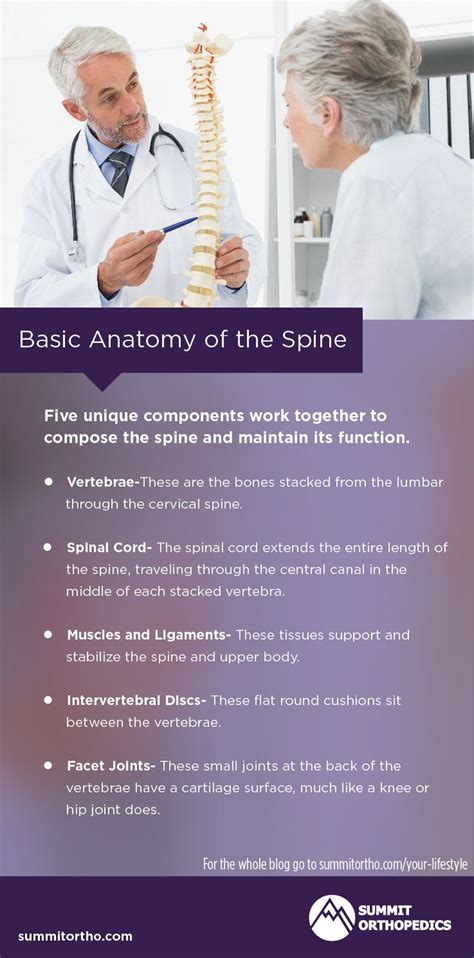 Basic Anatomy Of The Spine Anatomy Infographic Basic