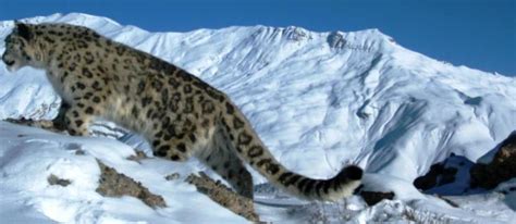 India: Ambitious Plan to Estimate Snow Leopard Population - Snow ...