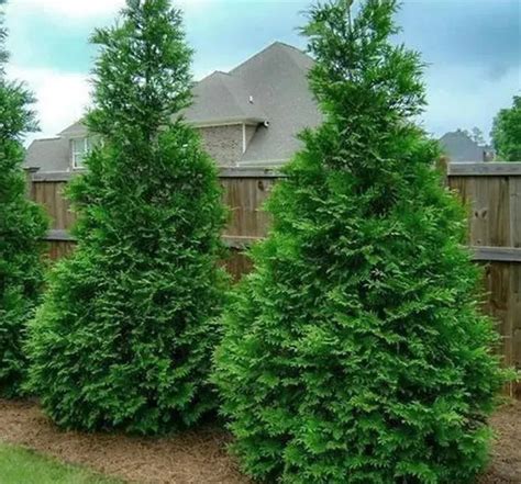 The Green Giant Arborvitae: A Landscaping Marvel – Weaver Family Farms Nursery