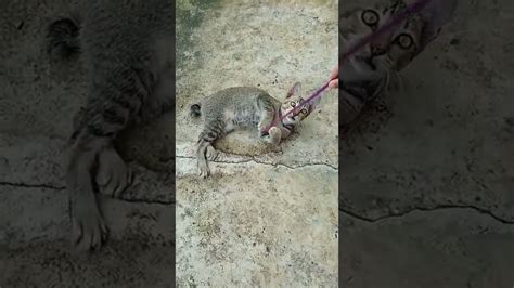 Kucing Yang Selalu Riang Gembira Seperti Mainan Oyenn YouTube