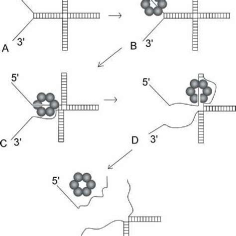 Dnab Translocates Along Double Stranded Dna And Unwinds A Forked Dna Download Scientific