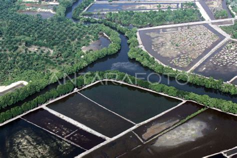 Kerusakan Hutan Mangrove Antara Foto