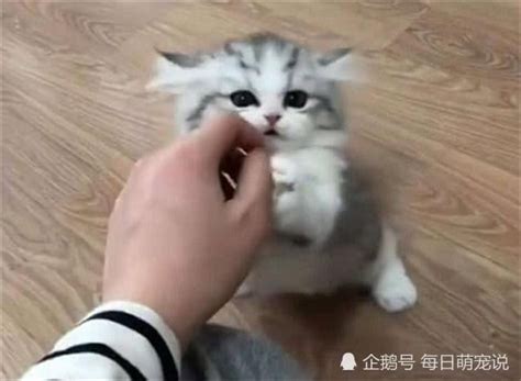 小奶猫刚到新家，主人还怕它不适应