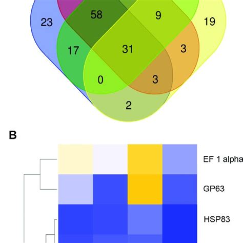 Identification Of L Infantum Evs Conserved Proteins A Venn Diagram