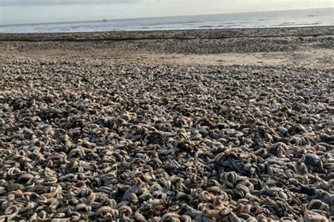 Encuentran Desolador Cementerio De Estrellas De Mar Tras Paso De La