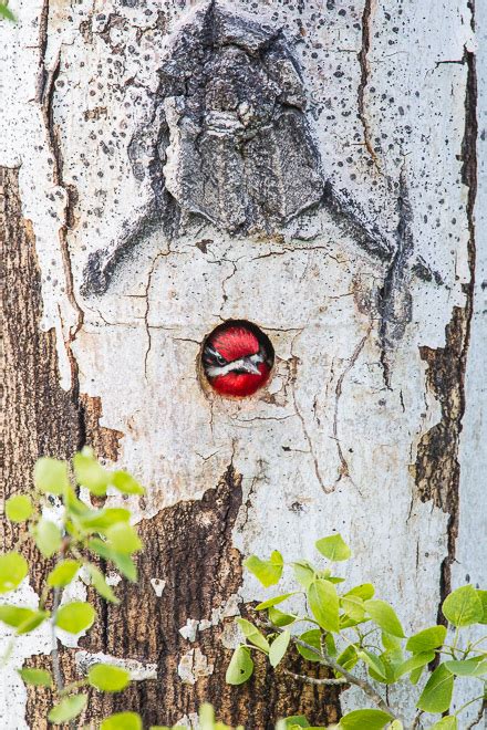 Red-naped Sapsucker in Nest Cavity | Cindy Goeddel Photography, LLC