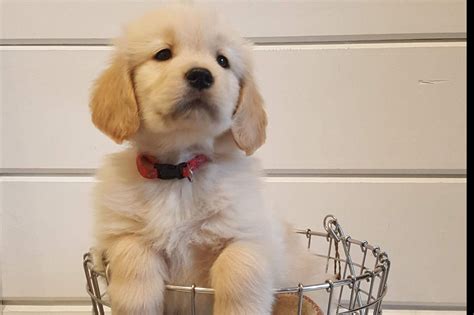 South Shore Goldens Puppies For Sale