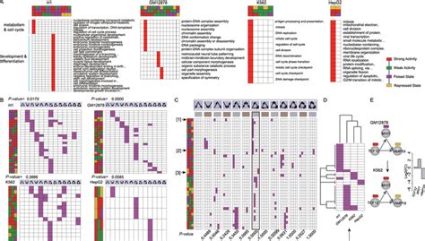 Specific Chromatin State Modified Network Motifs And Their Specific