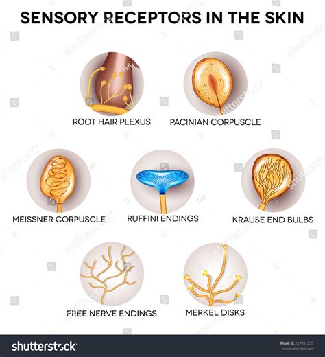 Anatomy Sensory Receptors Skin Round Shape Stock Illustration 257951255