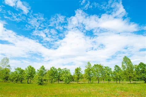 Premium Photo | Meadow and forest