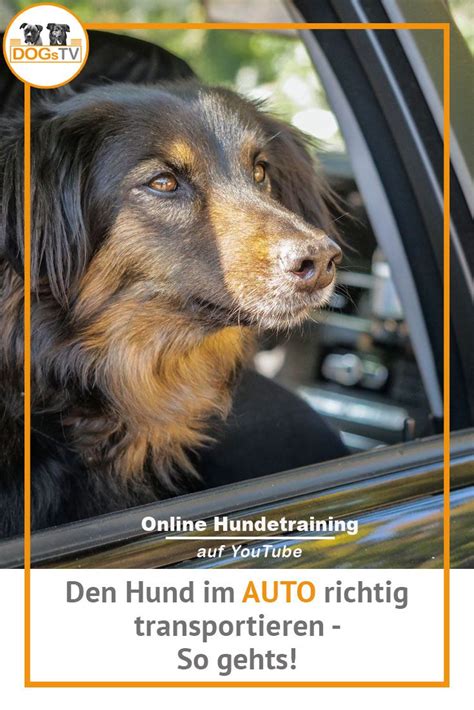 Den Hund Im Auto Sicher Transportieren So Gehts Reisen Mit Hund