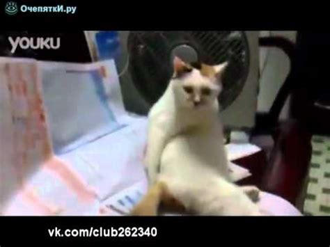 Кот чешет попу - YouTube