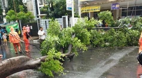 Pohon Tumbang Imbas Hujan Deras Di Jakarta Rumah Dan Jembatan