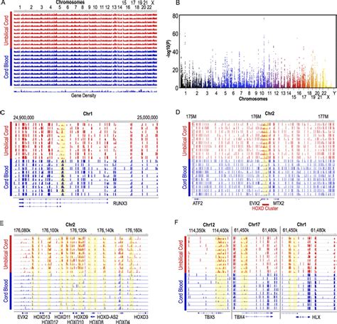 Visualized Dmr Profiles Of Uc And Cb Dna Methylation Profiles Of Uc